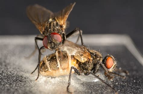 fungus lures male flies into having sex with dead females science aaas