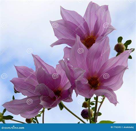 Purple Flowers Stock Image Image Of Nature Backlit Plant 776245