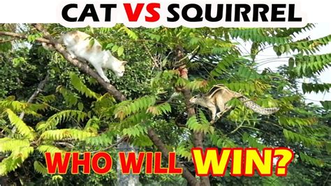 Cat Vs Squirrel Who Will Win Youtube