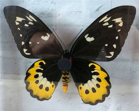 Goliath Birdwing In Doorzichtige Glazen Lijst Catawiki