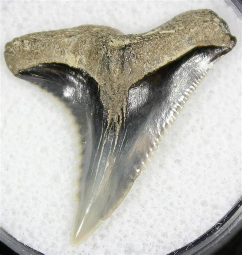 Beautiful 114 Hemipristis Shark Tooth Fossil 28121 For Sale