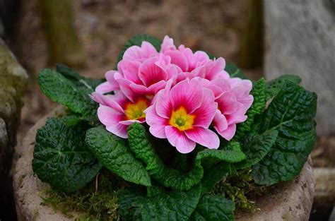 Februarys Birthflowers The Vivacious Violet And The Pristine Primrose