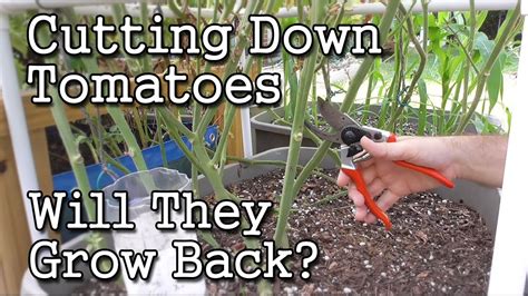 Cutting Down A Tomato Plant Will It Grow Back Garden Experiment