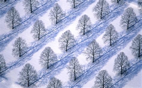 Winter Trees Wallpapers And Images Wallpapers Pictures