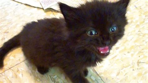 Tiny Kitten Big Meow Youtube