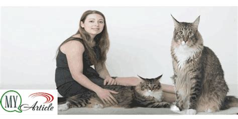 Books and articles dealing with these aspects of the maine coon cat have been well received as people. Ludo, giant cat weighs 11 kg ~ My Article