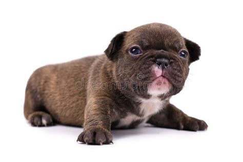 Small 3 Weeks Old Chocolate Brindle Colored French Bulldog Dog Puppy