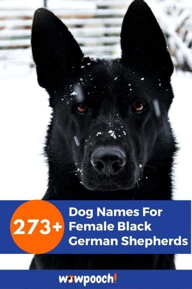 273 Beautiful Dog Names For Female Black German Shepherds Wowpooch
