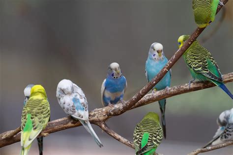 We Tell You What You Need To Know About The Life Span Of Budgies