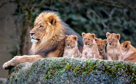 Lion And Baby Lions Lion Nature Animals Baby Animals Hd Wallpaper