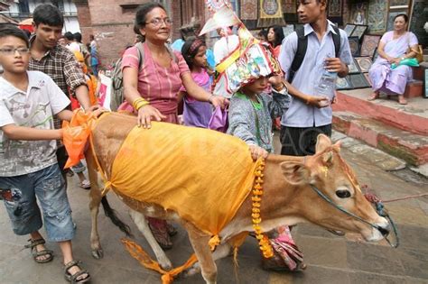 Gai Jatra The Cow Festival Cow Photos Cow Festival
