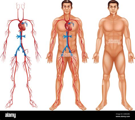 Sistema Circulatorio Masculino Ilustraci N Vectorial De La Circulaci N