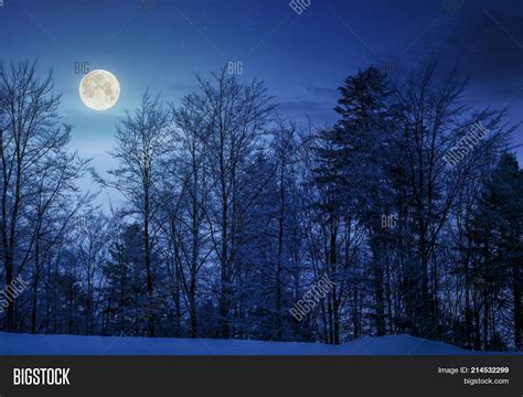 Forest On Snowy Image And Photo Free Trial Bigstock