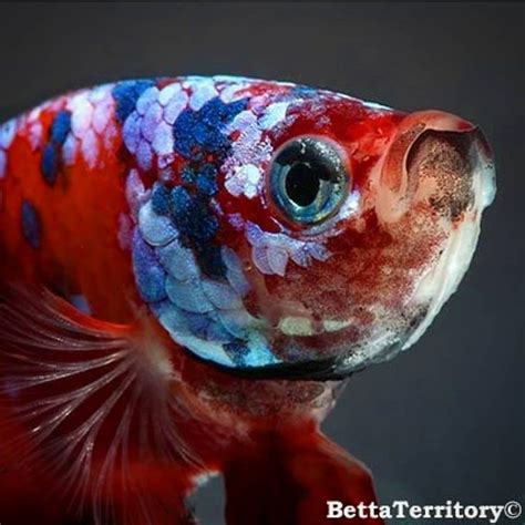 Maybe you would like to learn more about one of these? Look My Eyes !!!..... Credit to @betta_territory on ...
