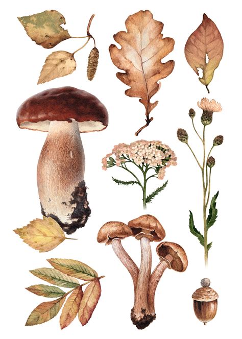 Watercolor Illustrations Of Mushrooms And Leaves On Behance