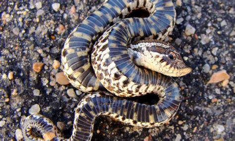 Discover The Top Largest And Most Dangerous Snakes In Montana This