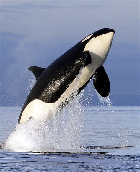 Killer Whales Could Have Quiet Space Off Washington Coast Daily Mail