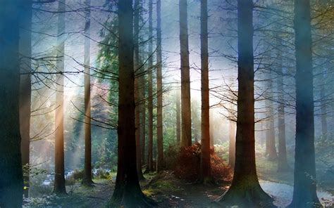 1751 Forest Hd Wallpapers Background Images Wallpaper Abyss Images
