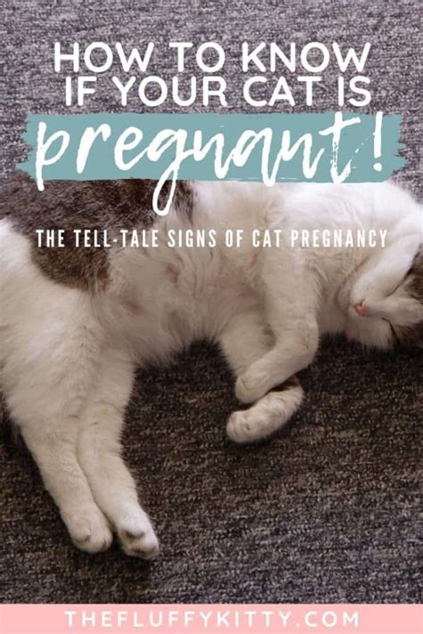 How To Know If Your Cat Is Pregnant The Tell Tale Signs Fluffy Kitty