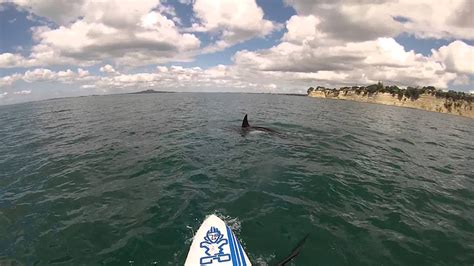 A Paddle Boarders Close Encounter With Orca Youtube