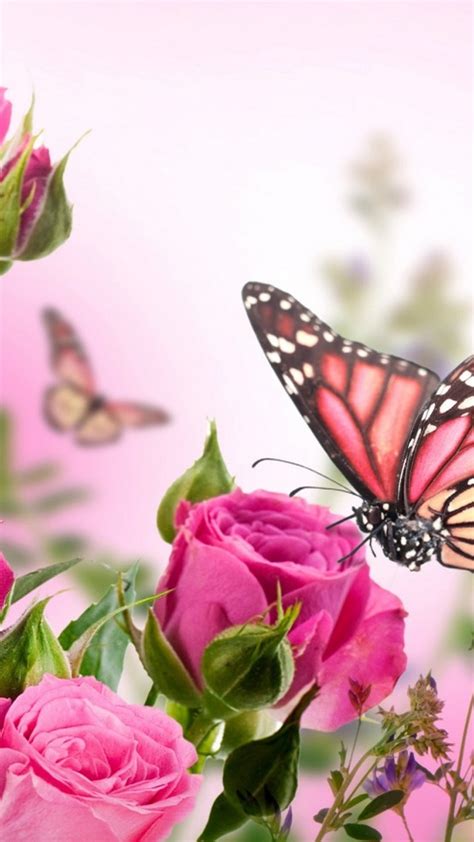 Android Wallpaper Pink Butterfly 2020 Android Wallpapers
