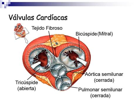 Ppt Corazón Anatomía Y Función Powerpoint Presentation Free