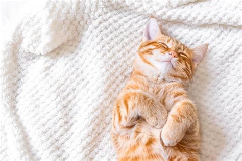 Cat Sleeping Habits And Facts About Our Feline Friends Cole And Marmalade