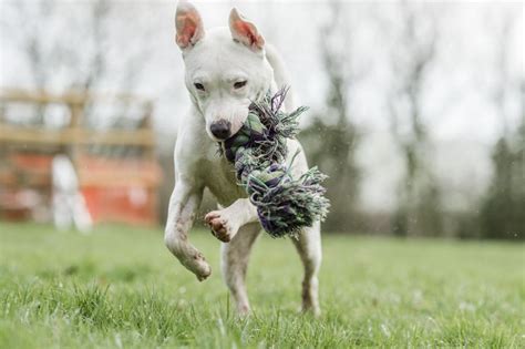 Giving Your Puppy An Education Blue Cross