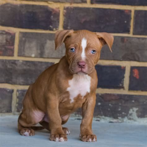 Legacy Male Named Samurai Blue Nose Pitbull Puppies For