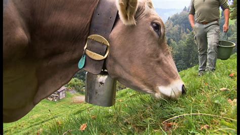 Study Shows Cows Bothered By Bells SWI Swissinfo Ch