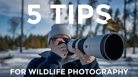 My Top 5 Tips For Wildlife Photography Youtube