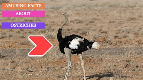 Amusing Facts About Ostriches Hd Youtube