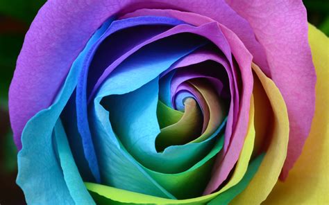 More 4k wallpapers, backgrounds for desktop pc and other mobile devices. Colorful Rose 4K Wallpapers | HD Wallpapers | ID #22373
