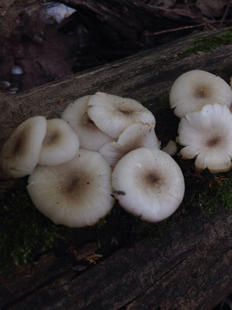 Help Id For Magic Mushies Plz Mushroom Hunting And Identification