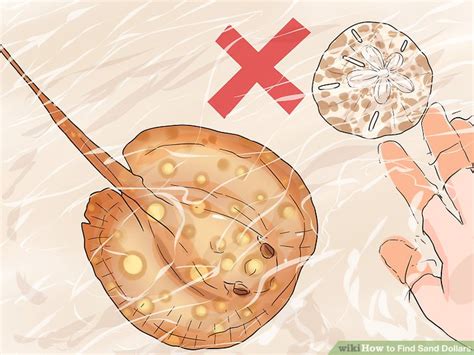 Most of the intact sand dollars i found were lying on the wet sand immediately after a wave had receded. 3 Ways to Find Sand Dollars - wikiHow