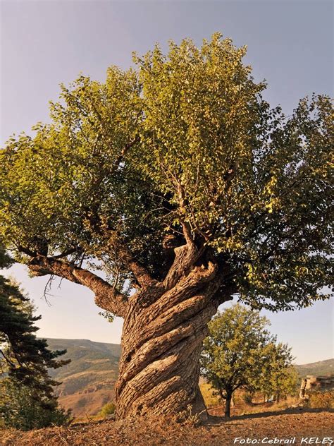 Kaastamonu Turkey 200 Y Nature Tree