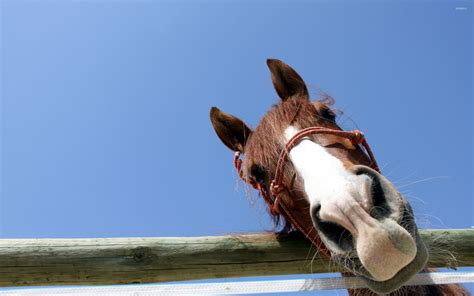 Curious Horse Wallpaper Animal Wallpapers 49178