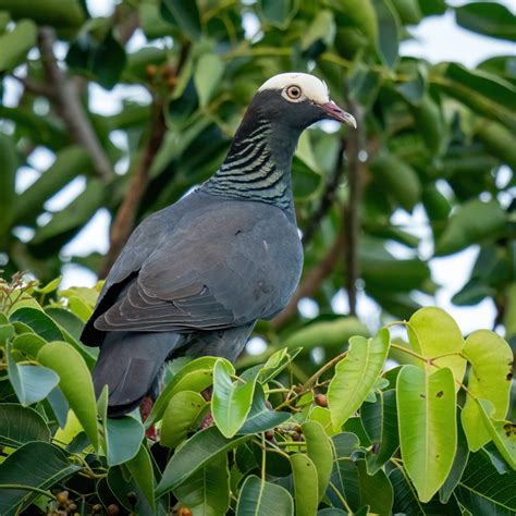 Per Wikipendia The White Crowned Pigeon Patagioenas Leucocephala Is A F
