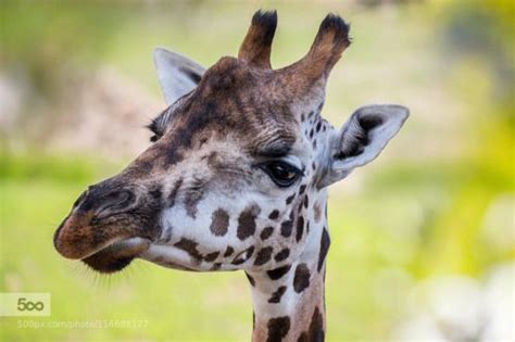 Superbnature Animals Giraffe Photo