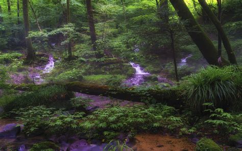 Syohjinsawa Tochigi Japan Water Green Forest Trees Bushes Fern 4k Ultra
