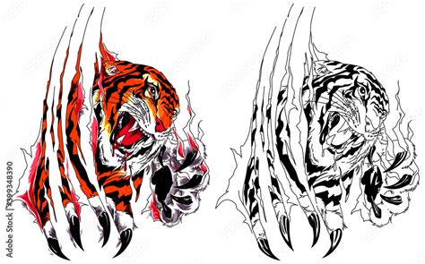 Closeup Claw Of An Evil Tiger Tearing Flesh Vector Drawing In Tattoo