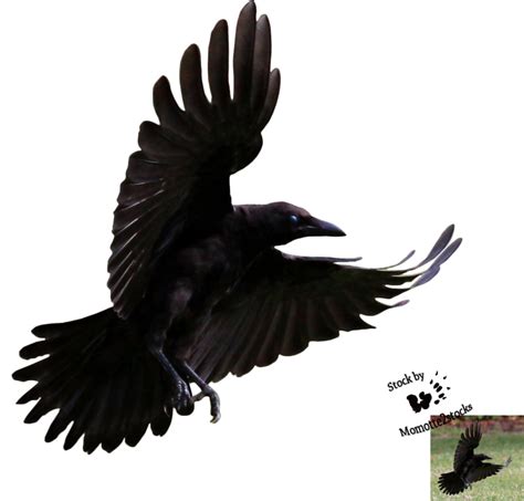Free Flying Crow Png Download Free Flying Crow Png Png Images Free