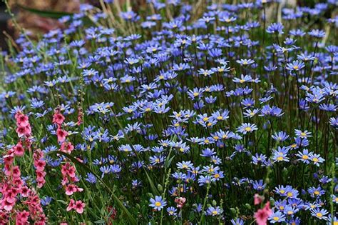 Felicia Aethiopica Tight And Tidy Perennials Blue And Purple Flowers
