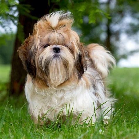 Shih Tzu Dog Breed The Cutest One Informationpictures And Facts