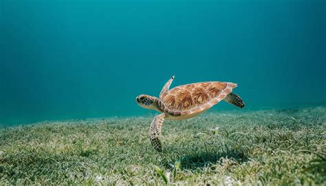 Guide To Sea Turtle Nesting Season Free Printables