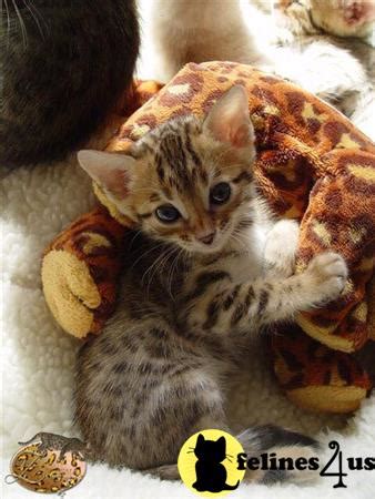 Toyger kittens for sale oregon. Bengal Kitten for Sale: Stunning Brown/snow Rosetted ...