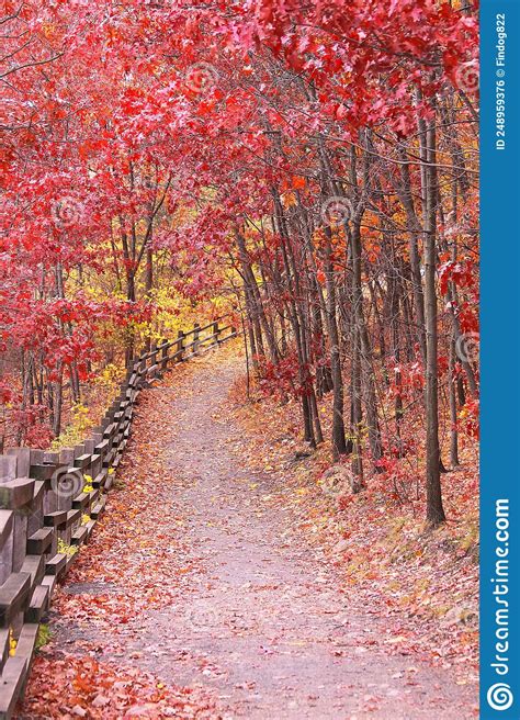 Vibrant Red Fall Trees On A Path During Autumn Stock Photo Image Of
