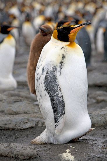 A Picture Of A King Penguin King Penguins Look And Behave Like