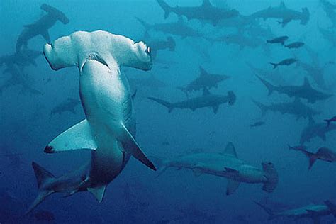 Smooth Hammerhead Shark Wide Distribution Shallow