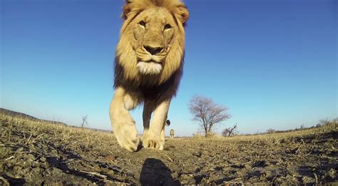 The Coolest Thing Youll See Today Gopro Video Gets Up Close And
